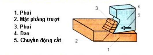 Quá Trình Hình Thành Phoi